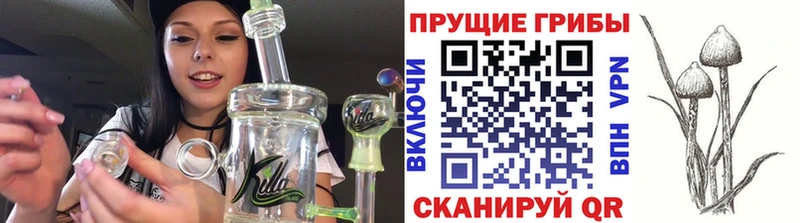 Псилоцибиновые грибы мицелий Беломорск